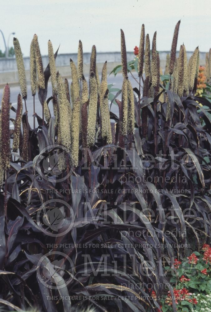 Pennisetum Purple Majesty (Pearl millet  Grass) 1