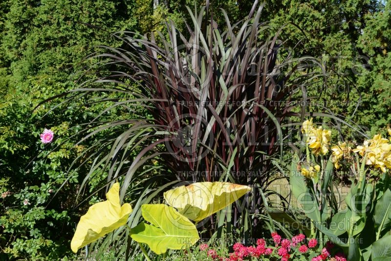 Pennisetum Majestic (oriental fountain grass)  1