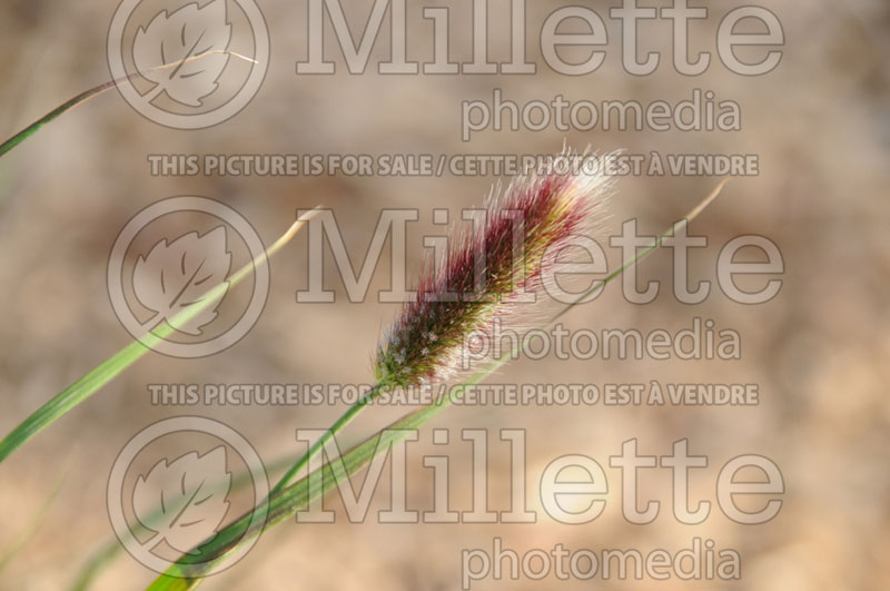 Pennisetum Red Bunny Tails  (Fountain Grass) 3 