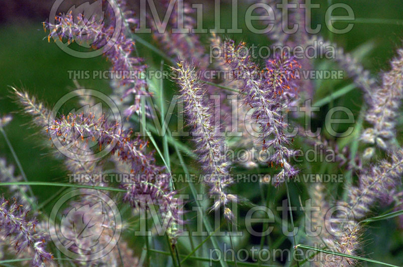 Pennisetum Karley Rose (oriental fountain grass)  2