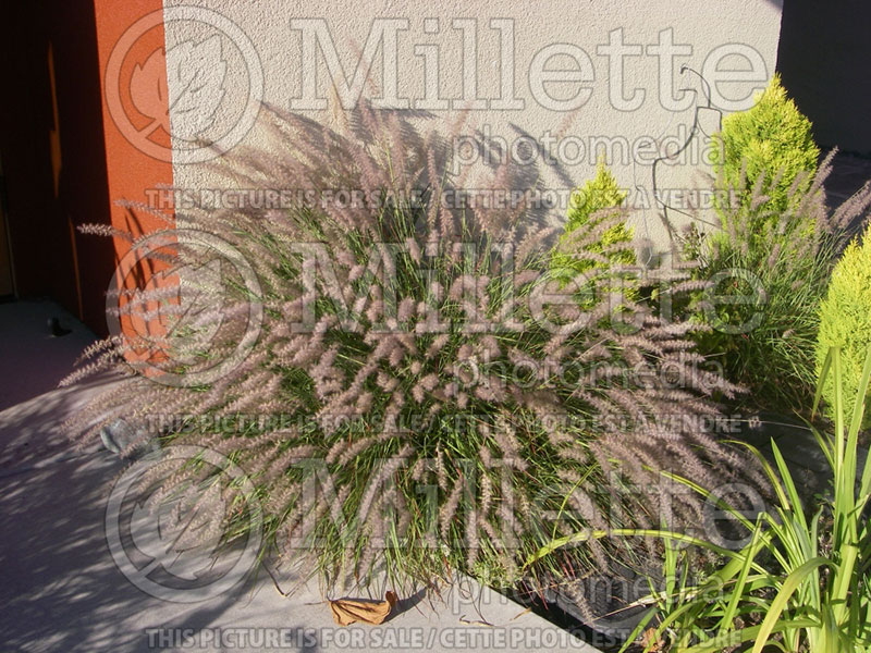 Pennisetum Karley Rose (oriental fountain grass)  17