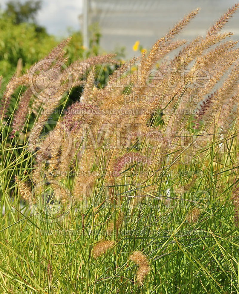 Pennisetum Karley Rose (oriental fountain grass)  22