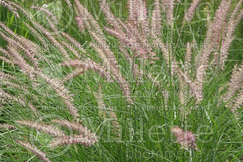 Pennisetum Karley Rose (oriental fountain grass)  4