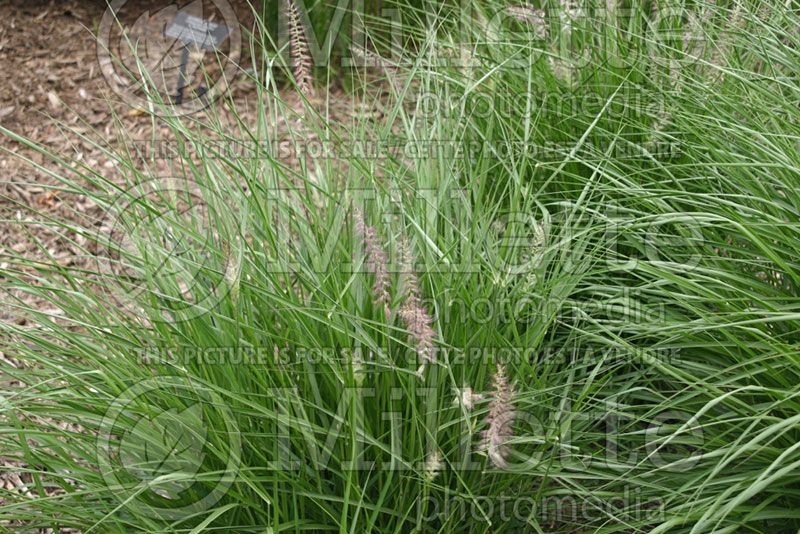 Pennisetum Karley Rose (oriental fountain grass)  5