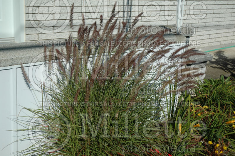 Pennisetum Karley Rose (oriental fountain grass)  6