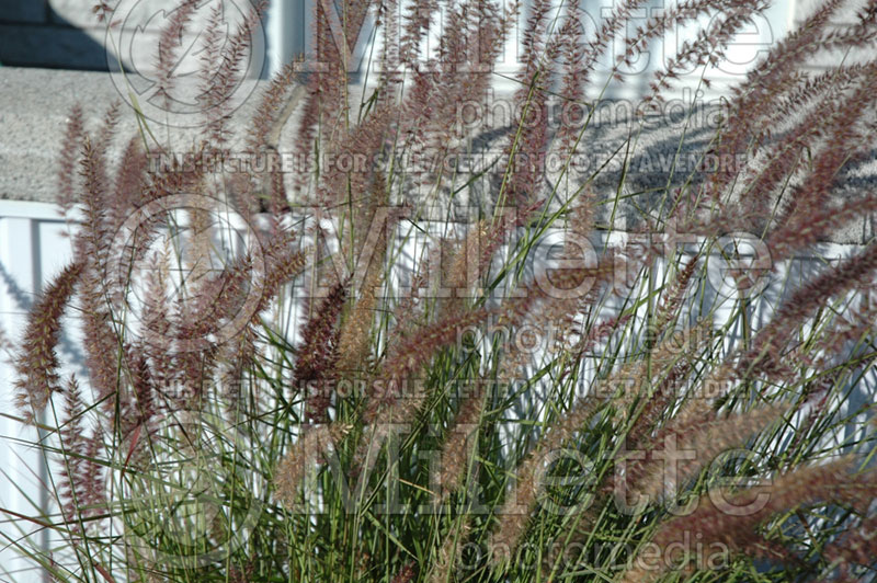 Pennisetum Karley Rose (oriental fountain grass)  9