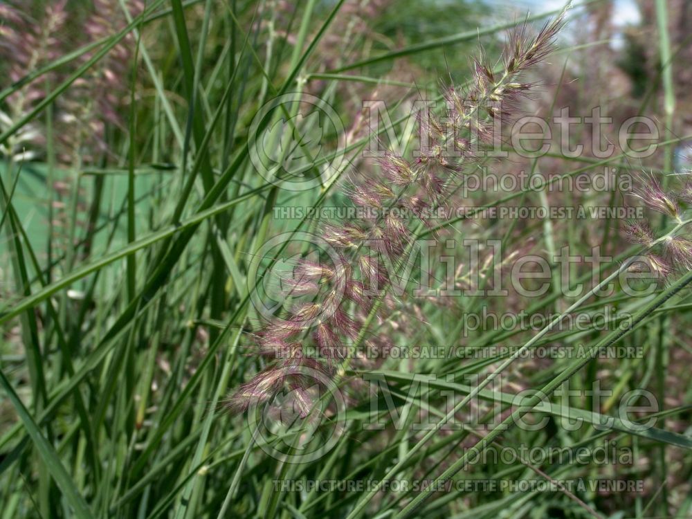 Pennisetum Karley Rose (oriental fountain grass)  10