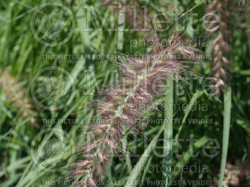 Pennisetum Karley Rose (oriental fountain grass)  12