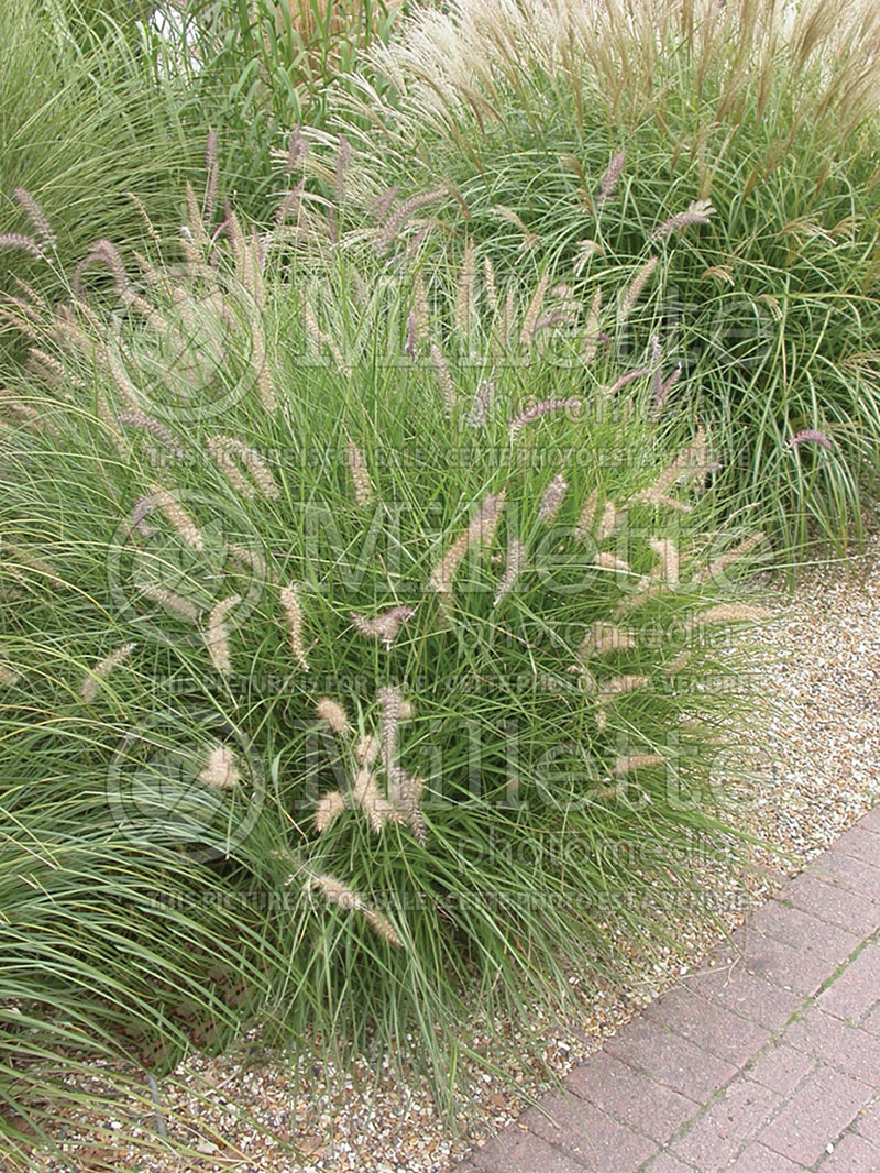 Pennisetum Karley Rose (oriental fountain grass)  15