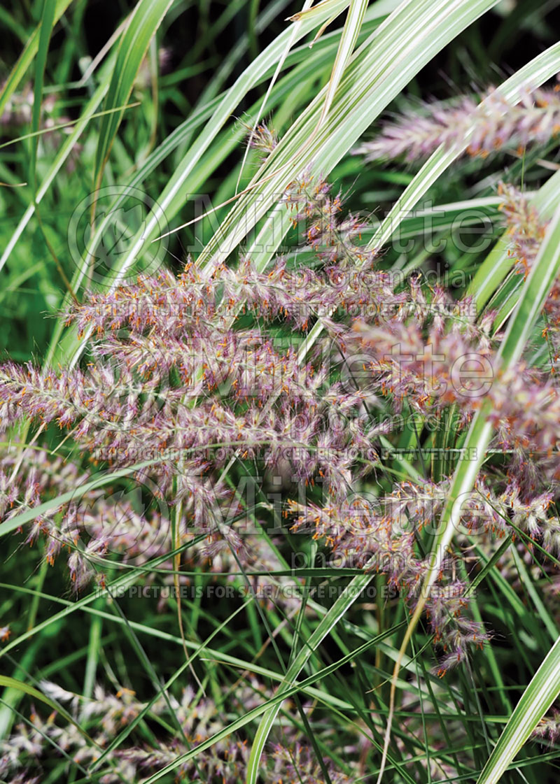 Pennisetum Karley Rose (oriental fountain grass)  14