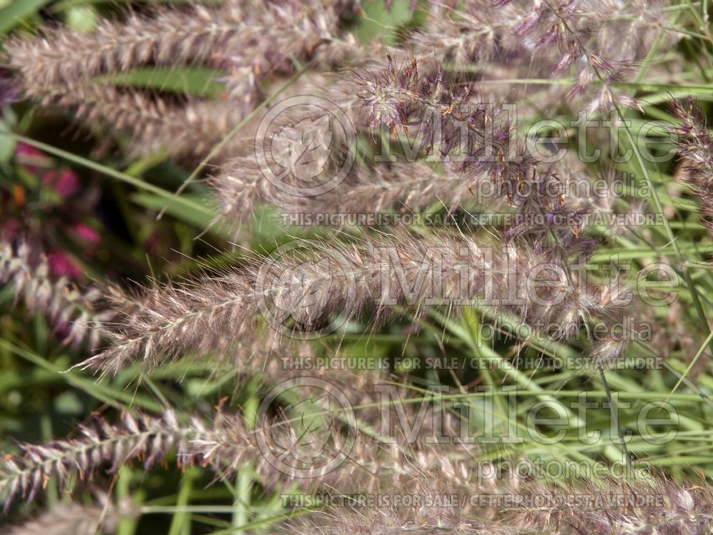 Pennisetum Karley Rose (oriental fountain grass)  19