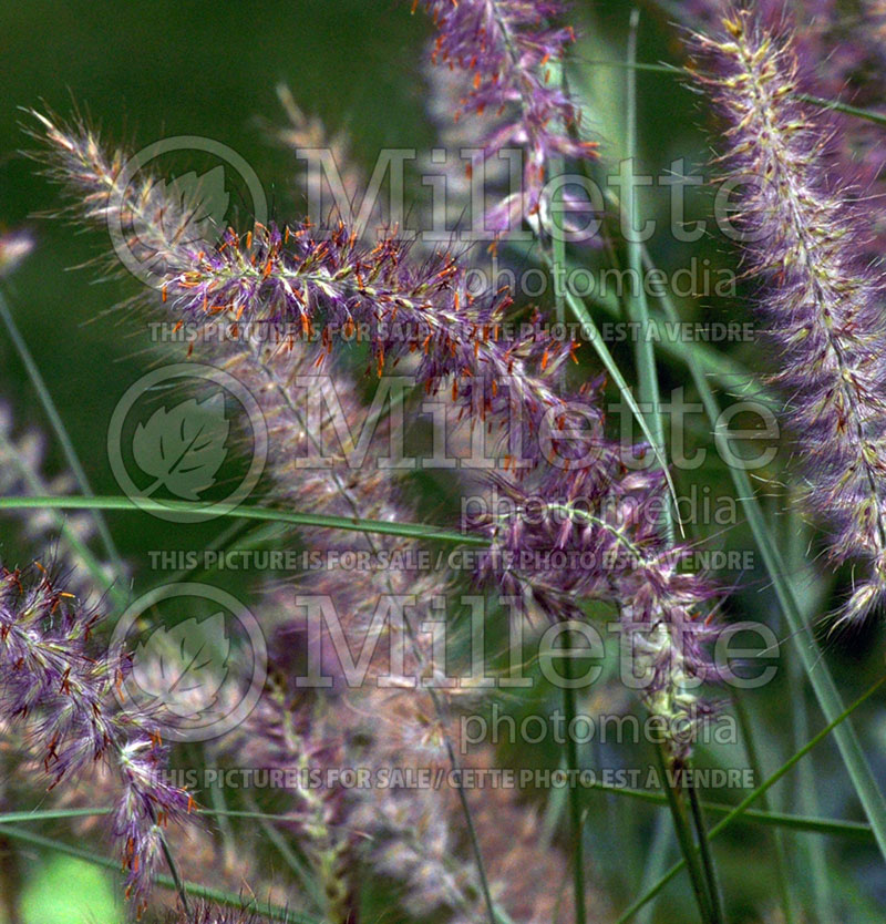 Pennisetum Karley Rose (oriental fountain grass)  1