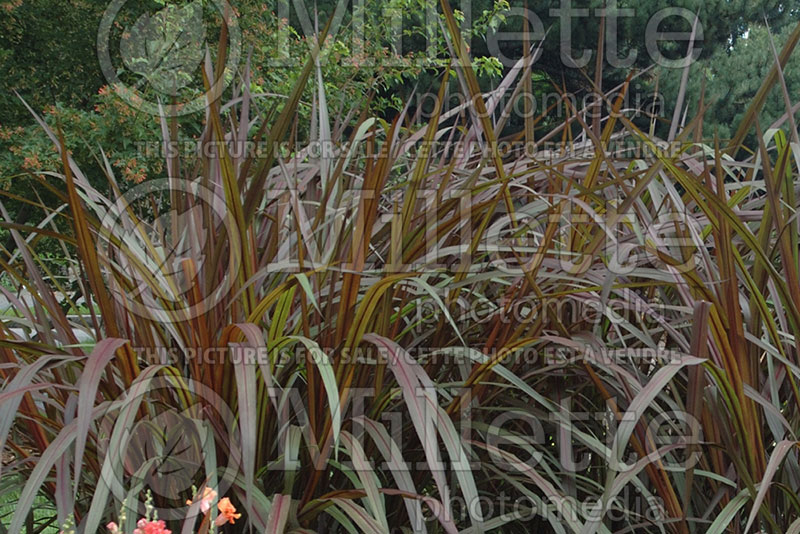 Pennisetum Prince (Pearl millet grass) 1