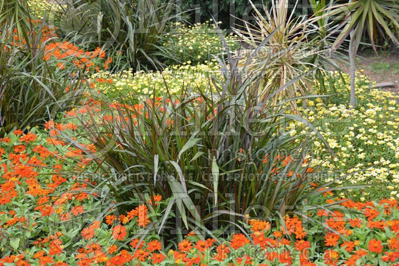 Pennisetum Princess Molly (oriental fountain grass)  1