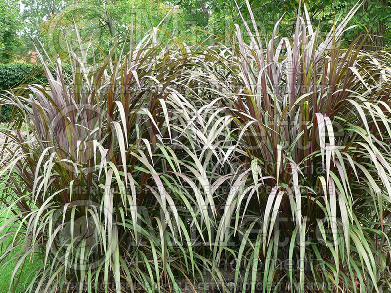 Pennisetum Prince (Pearl millet grass)   3