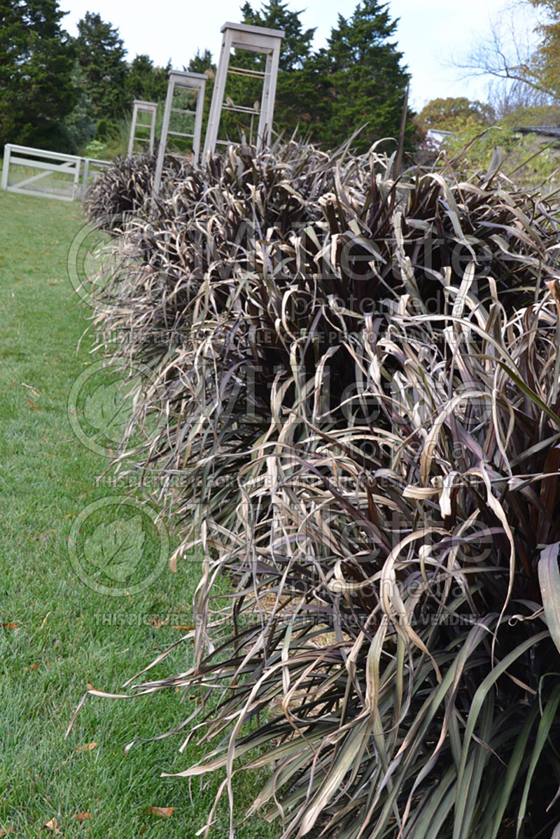 Pennisetum Vertigo (Pearl Millet Fountain Grass) 1 