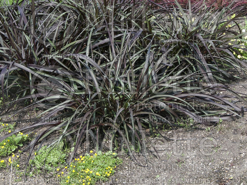 Pennisetum Vertigo (Pearl Millet Fountain Grass) 2 