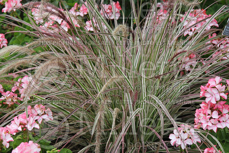 Pennisetum Cherry Sparkler (Pearl millet grass) 2  