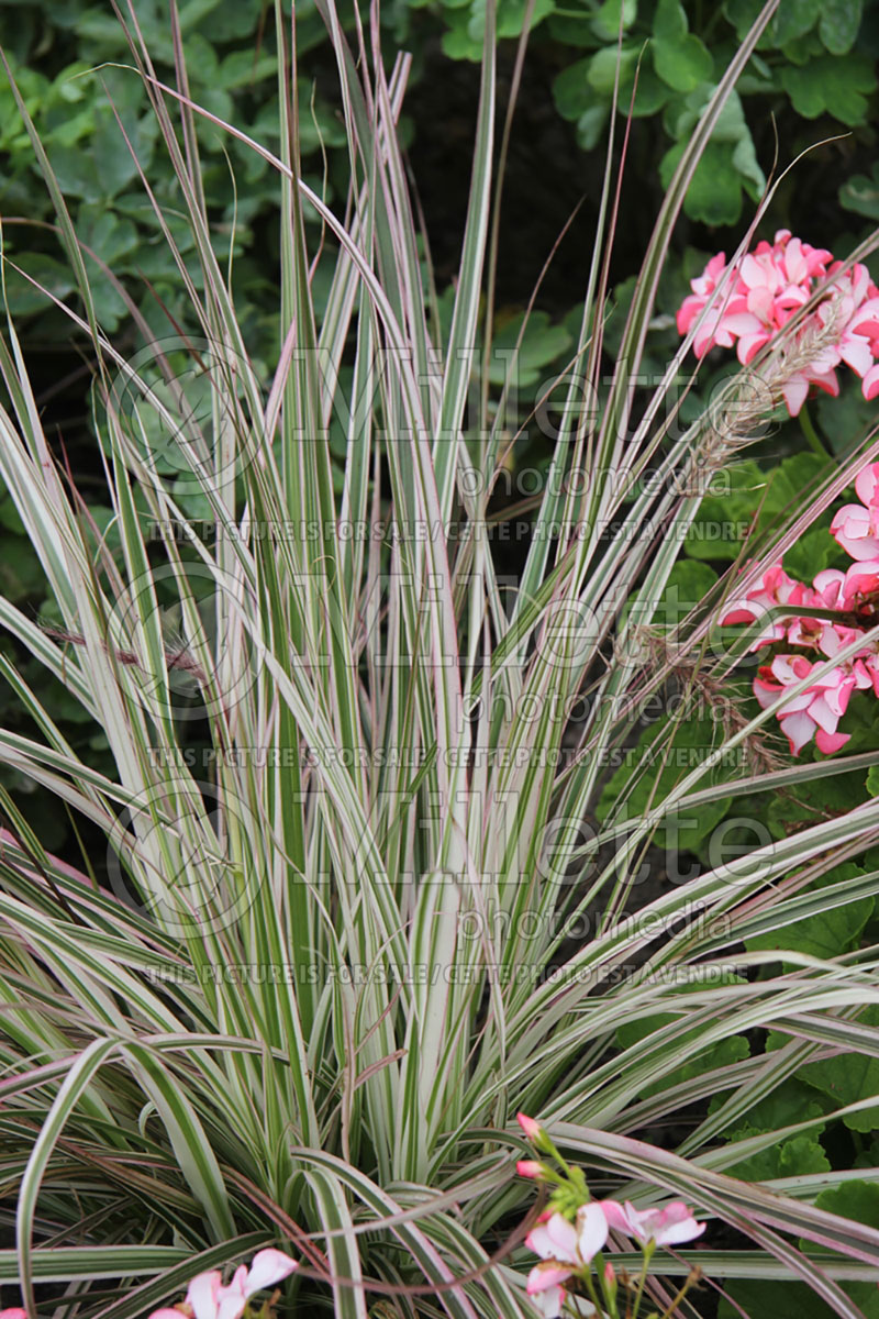 Pennisetum Cherry Sparkler (Pearl millet grass) 1  