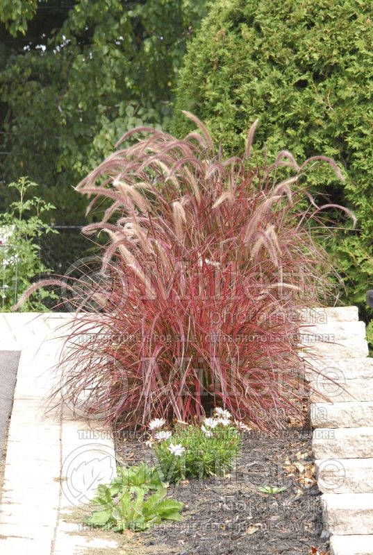 Cenchrus aka Pennisetum Fireworks (Fountain Grass) 12 