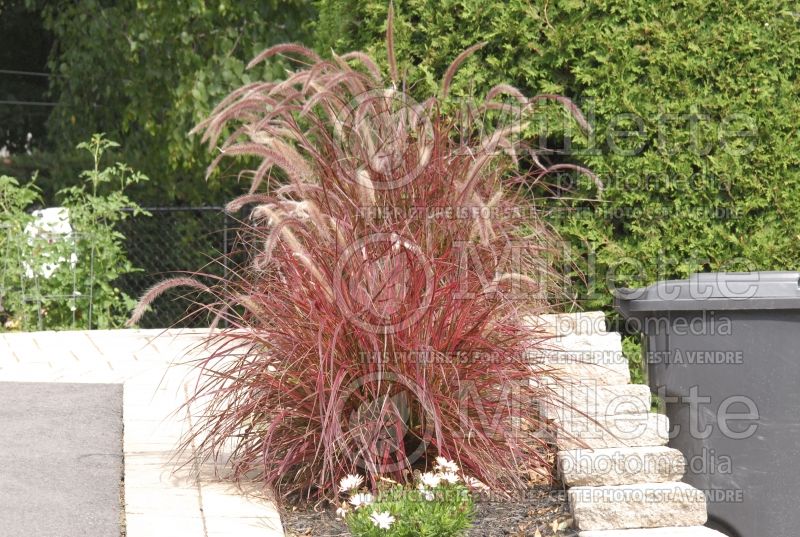 Cenchrus aka Pennisetum Fireworks (Fountain Grass) 11 