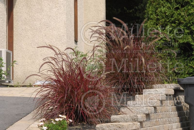 Cenchrus aka Pennisetum Fireworks (Fountain Grass) 10 