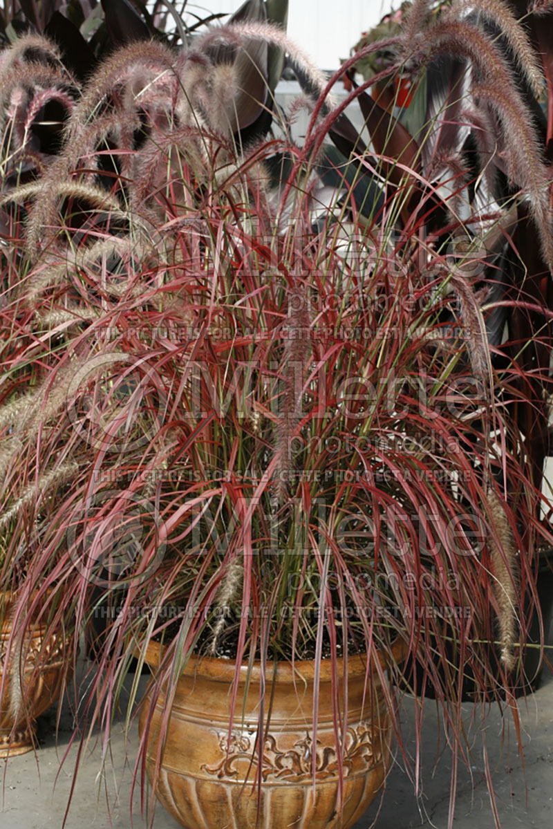 Cenchrus aka Pennisetum Fireworks (Fountain Grass) 3 