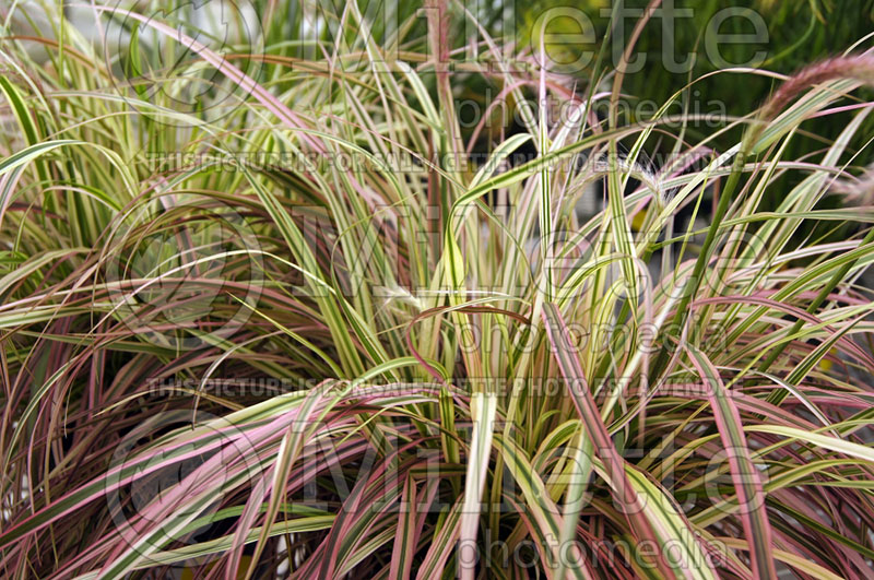 Cenchrus aka Pennisetum Fireworks (Fountain Grass) 8 