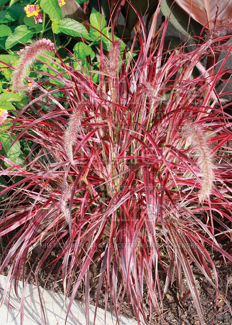 Cenchrus aka Pennisetum Fireworks (Fountain Grass) 5 