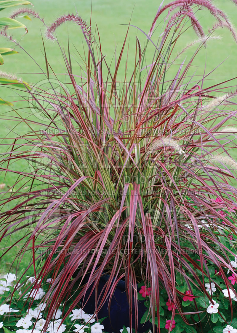 Cenchrus aka Pennisetum Fireworks (Fountain Grass) 4 