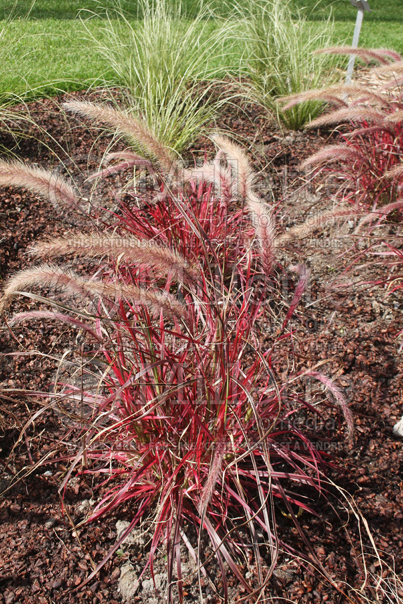 Cenchrus aka Pennisetum Fireworks (Fountain Grass) 2 