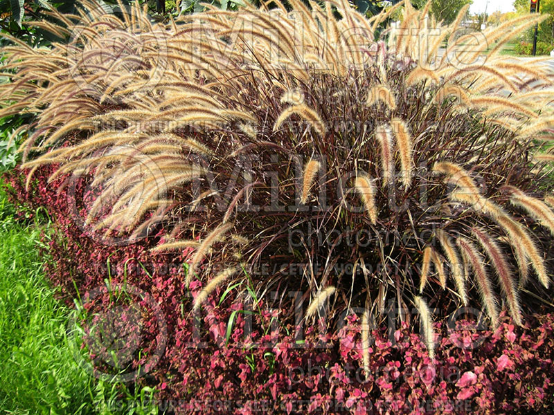 Pennisetum Rubrum (Fountain Grass) 1