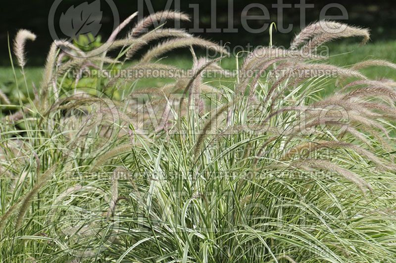 Pennisetum Sky Rocket (Pearl millet grass)   6