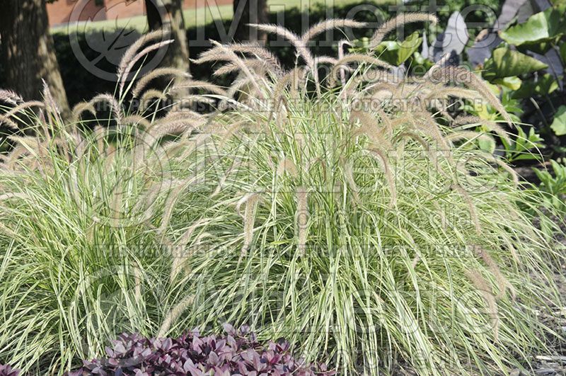 Pennisetum Sky Rocket (Pearl millet grass)   7