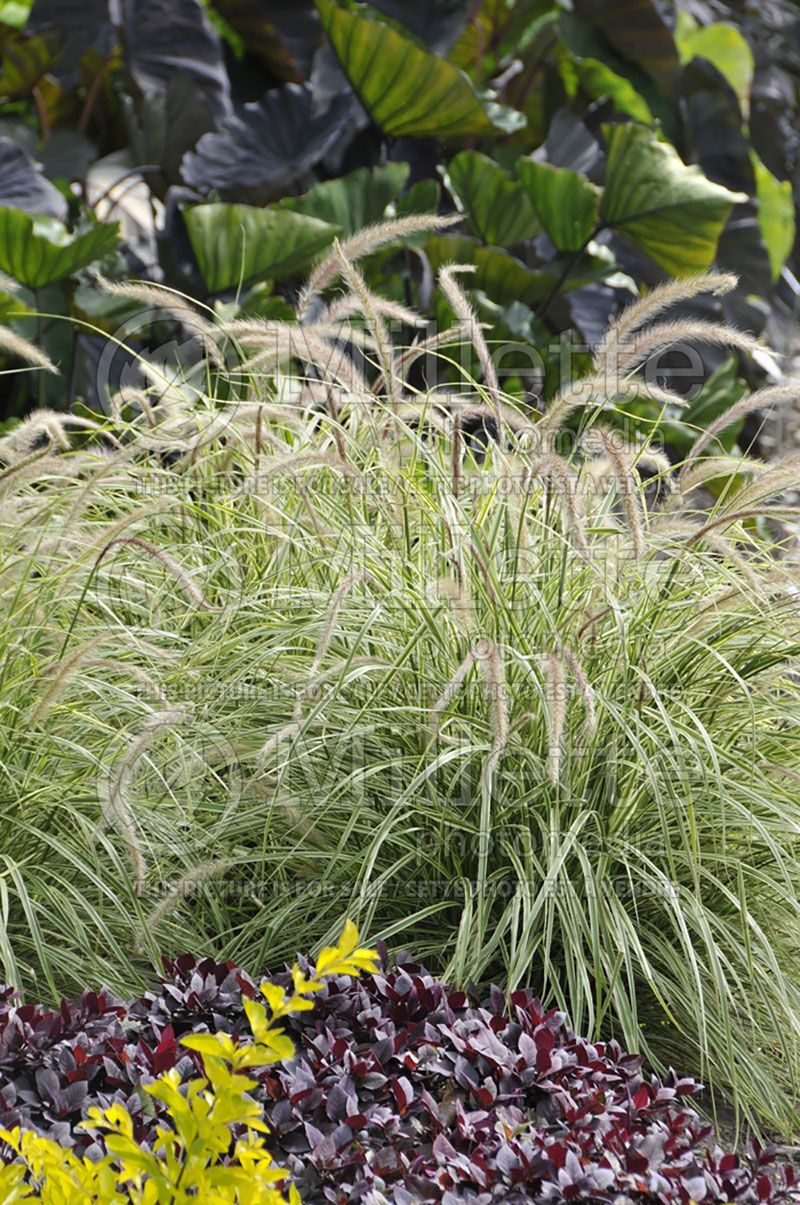 Pennisetum Sky Rocket (Pearl millet grass)   8