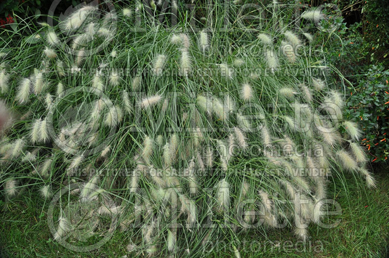 Pennisetum villosum (Feathertop grass) 1  