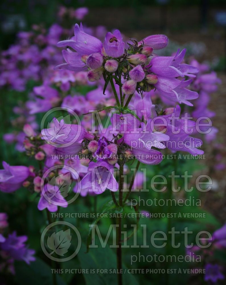 Penstemon calycosus (Rock Penstemon Beard tongue) 2   