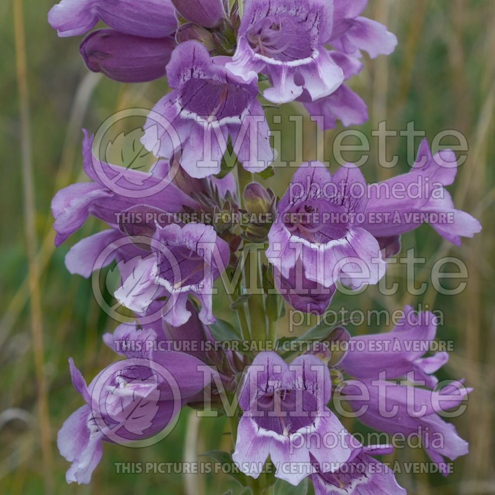 Penstemon cobaea (cobaea beardtongue, prairie beardtongue or foxglove penstemon) 2 