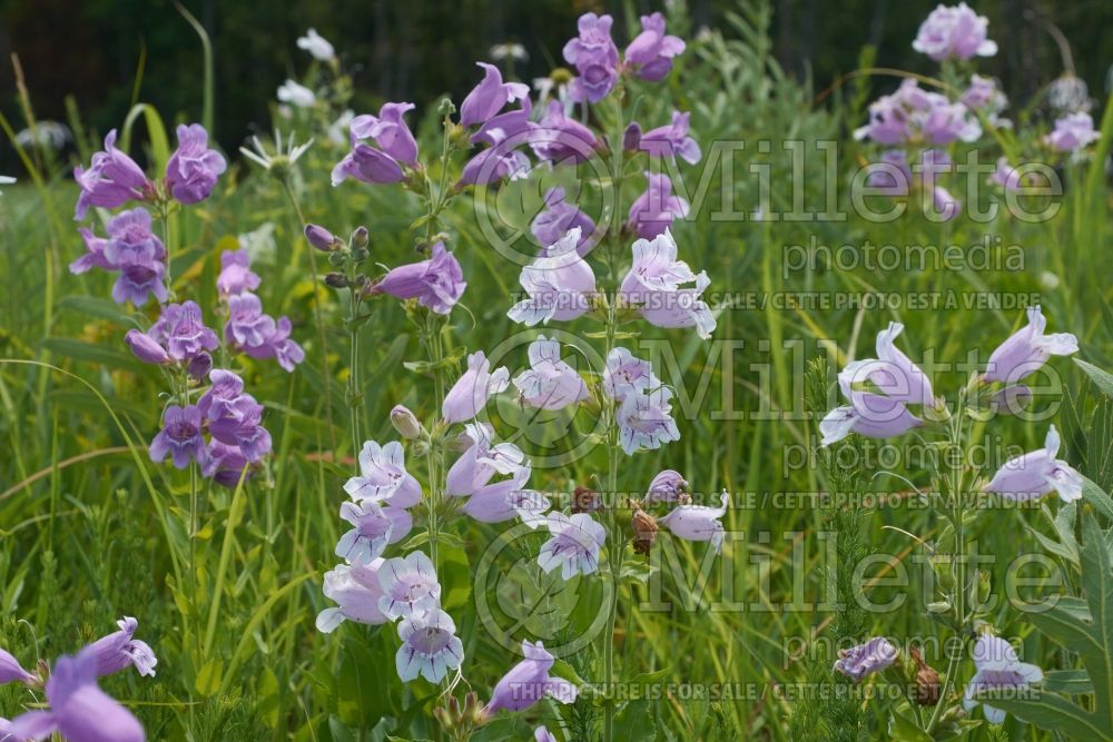 Penstemon cobaea (cobaea beardtongue, prairie beardtongue or foxglove penstemon) 3 