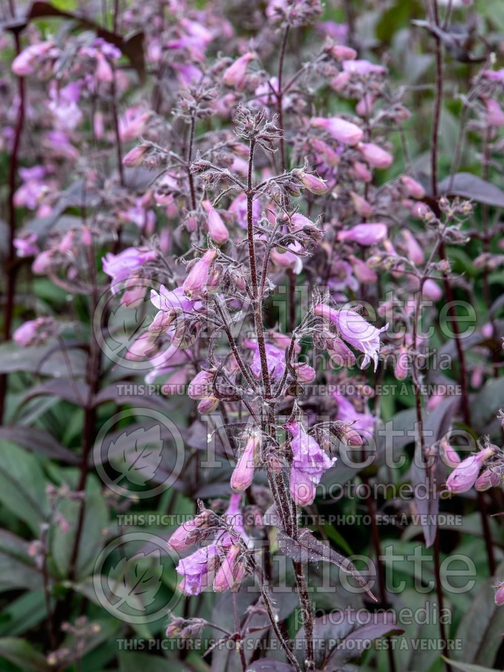 Penstemon Pocahontas (Beardtongue) 2 