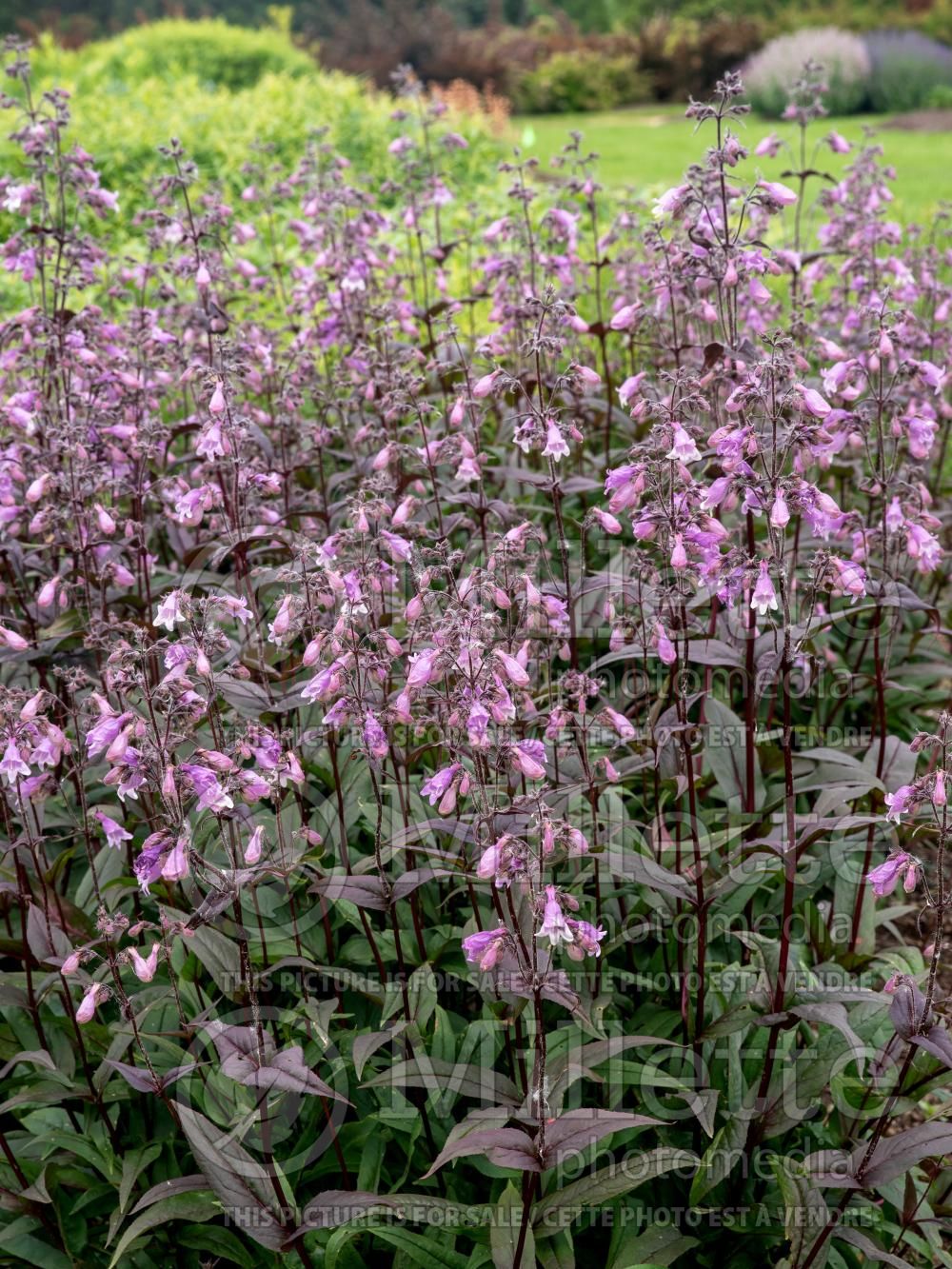 Penstemon Pocahontas (Beardtongue) 1 