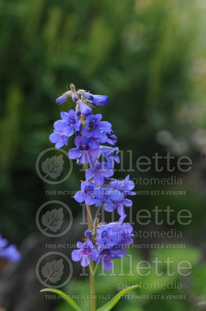 Penstemon mensarum (Grand Mesa Beardtongue) 1   