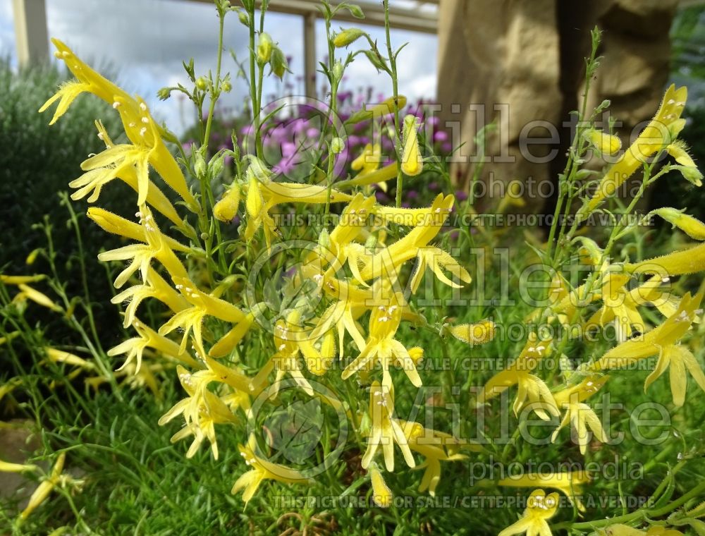 Penstemon Mersea Yellow (Beardtongue) 1 