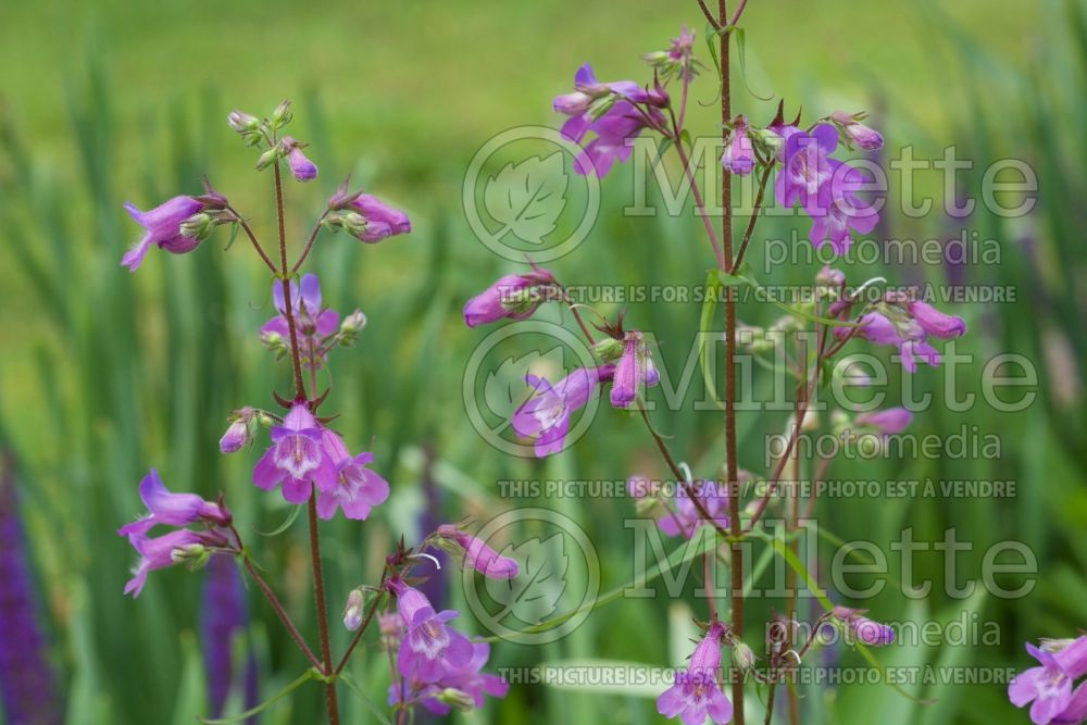 Penstemon tenuis (Sharpsepal Beardtongue) 1   