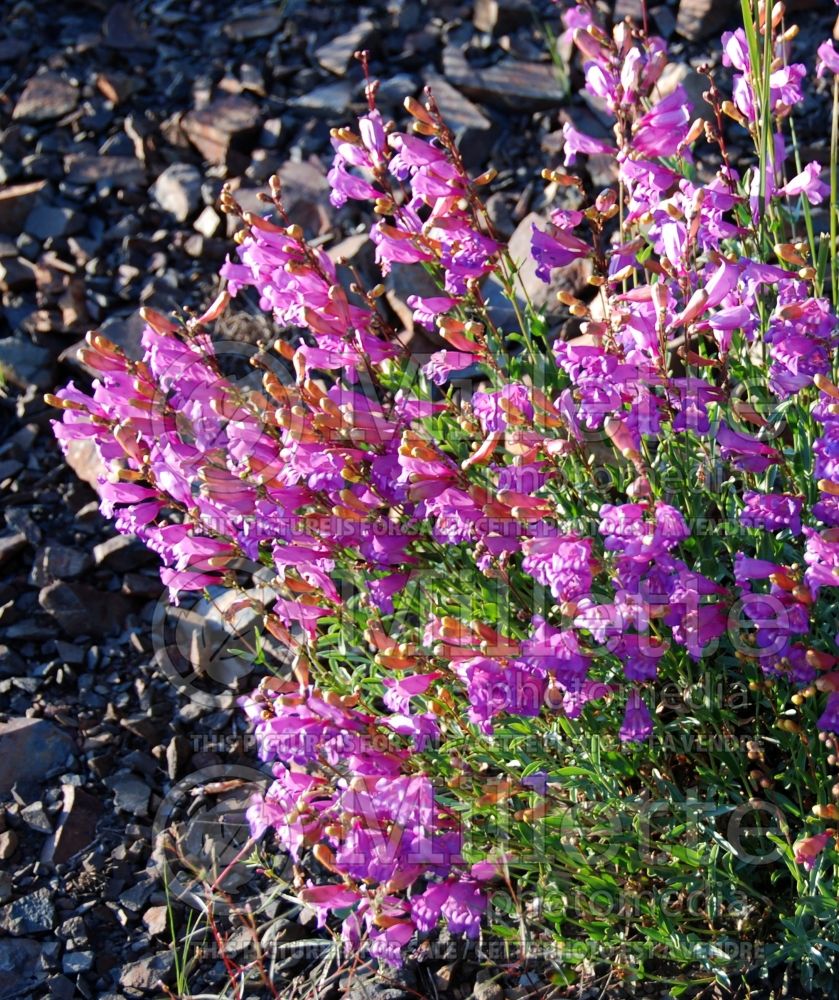 Penstemon azureus (Beard tongue)  1  