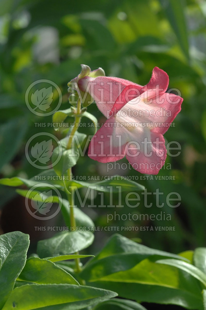 Penstemon barbatus (Beardtongue) 1 