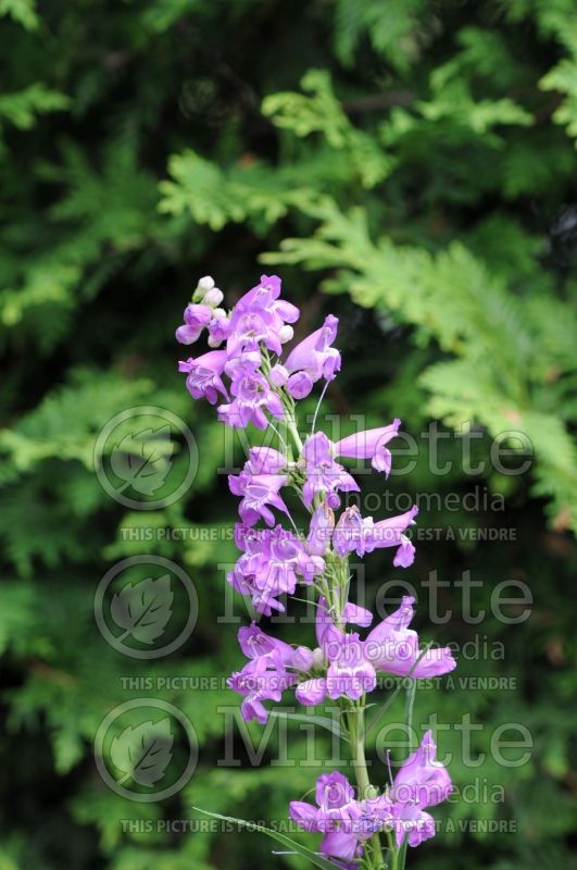 Penstemon Prairie Dusk (Beardtongue) 4 