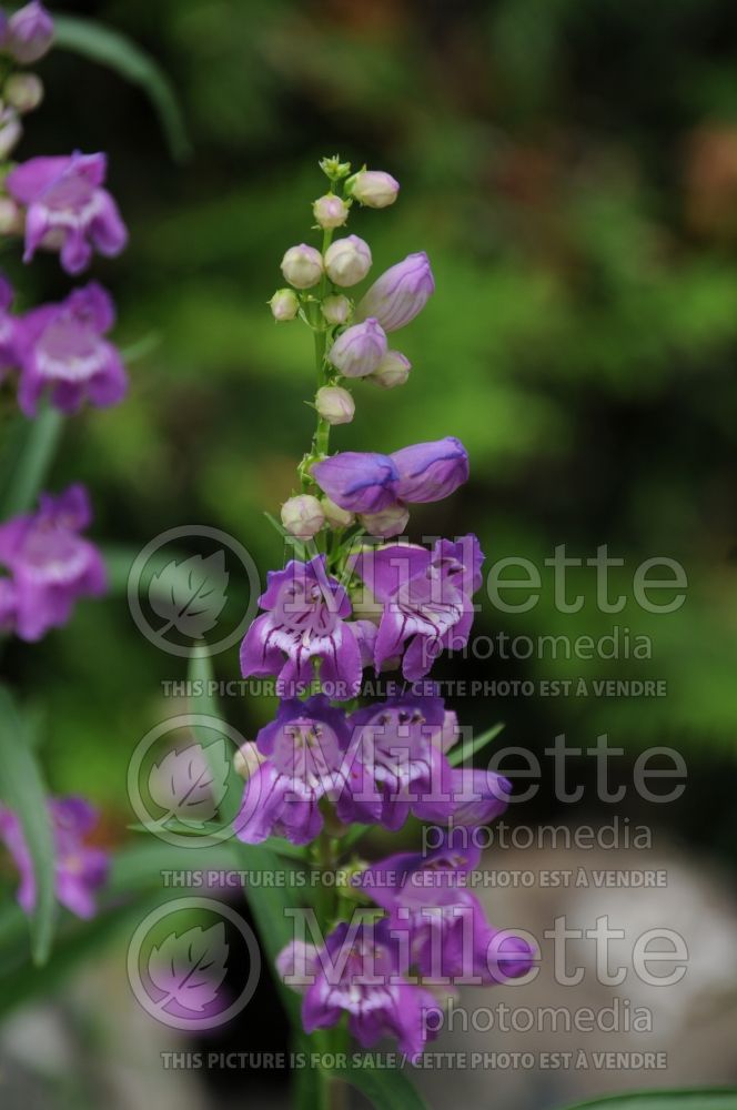 Penstemon Prairie Dusk (Beard tongue)   3