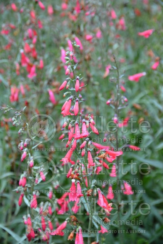 Penstemon Twizzle (Beardtongue) 1 