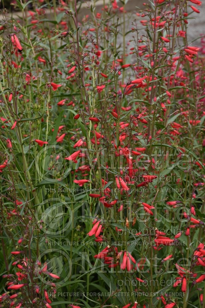 Penstemon Twizzle Scarlet (Beardtongue) 1 